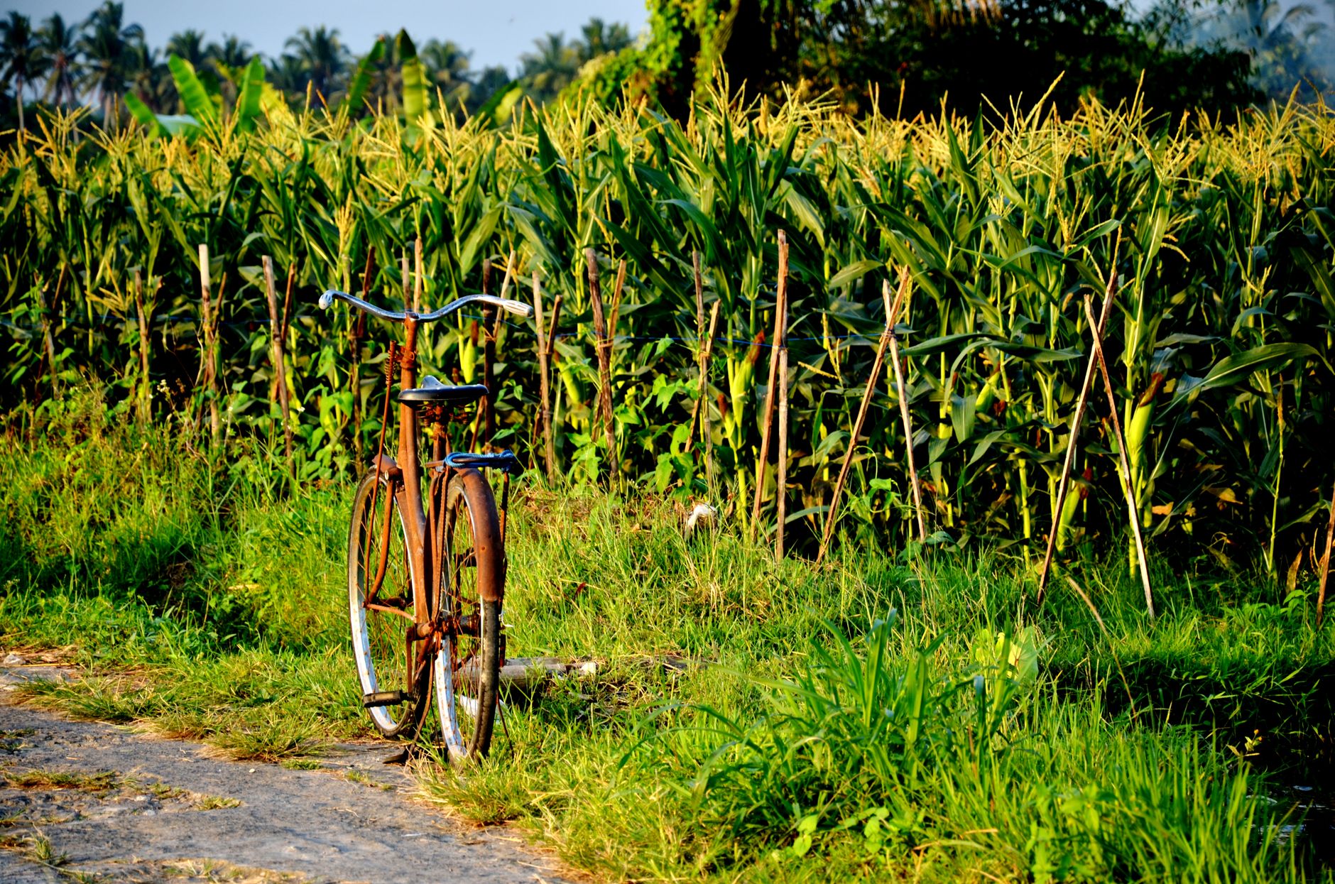 The Bicycle as Permission: Discovering Bali Beyond the Tourist Blur